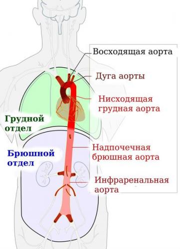 Аневризма брюшной аорты – симптомы, лечение, операция, разрыв