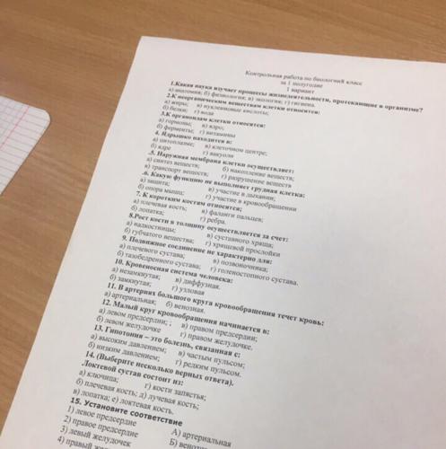 Нервная система: функции, отделы, принцип работы