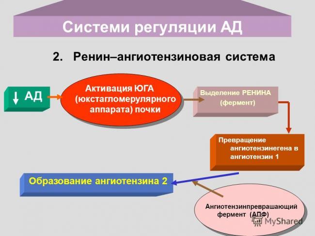 Ренин — гормон контроля артериального давления