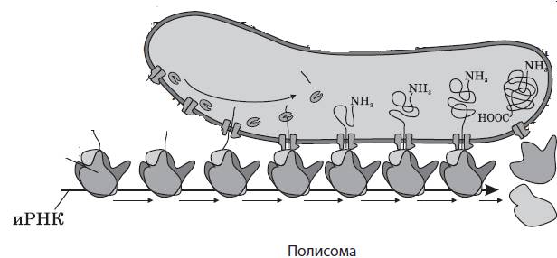 Некроз. причины, механизм развития, морфологические признаки. клинико-морфологические формы некроза.
