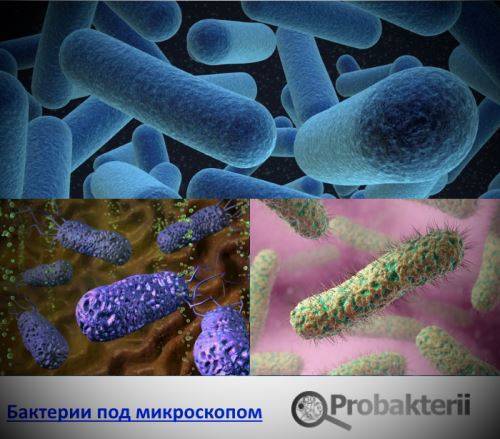 Как увидеть микробов?
