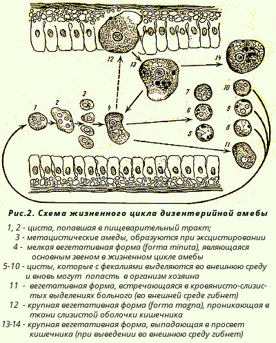 Непатогенная амеба кишечника