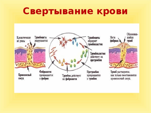 Форменные элементы кровии и их нормы