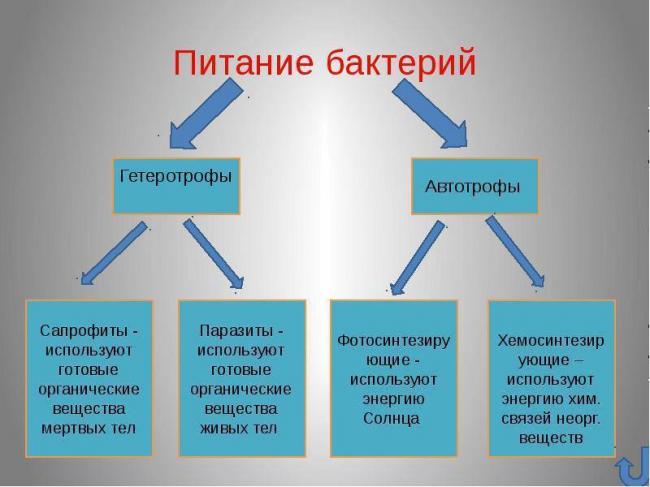 Внутриклеточные паразиты: вирусы, микробы и бактерии