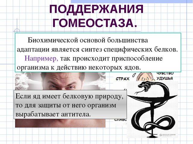 Гомеостаз — википедия. что такое гомеостаз