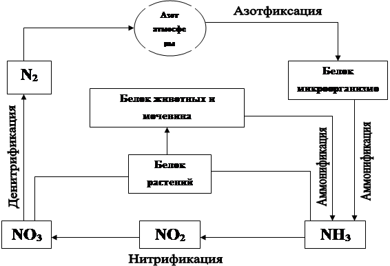 Особенности кругооборота воды и некоторых веществ в биосфере