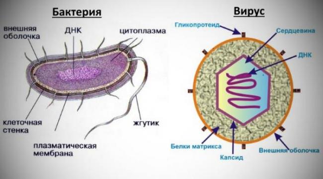 Взаимодействие антибиотиков и бактерий