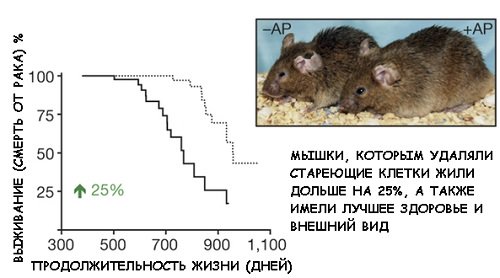 Польза и вред кверцетина
