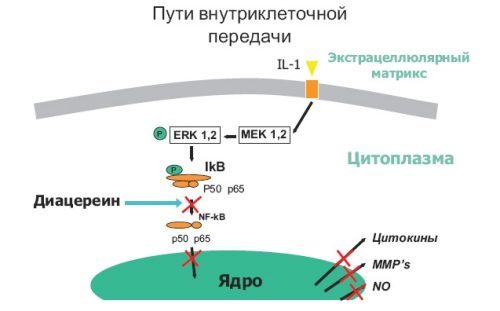 Артрокер: инструкция по применению и для чего он нужен, цена, отзывы, аналоги