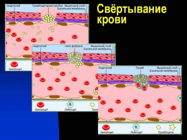 От анемии до тромбоцитов: 5 фактов о крови – подборки от постнауки