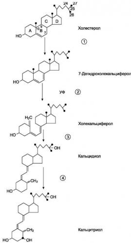 Роль кальция в организме человека. источники, нормы, особенности