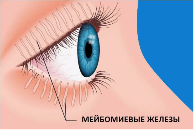 Мейбомит нижнего и верхнего века: лечение, массаж и симптомы