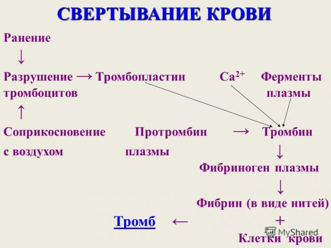 От анемии до тромбоцитов: 5 фактов о крови