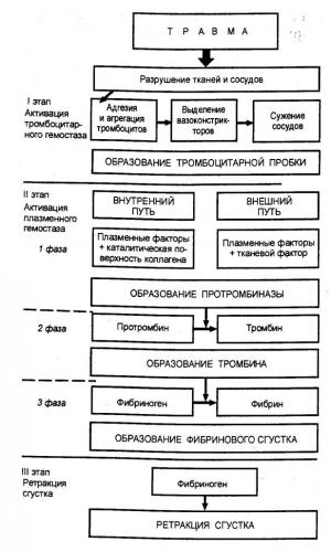 Выход клеток крови из костного мозга. синусоидальное дерево. неэффективность эритропоэза. неэффективный гранулопоэз.