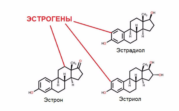 Орто гинест свечи инструкция по применению