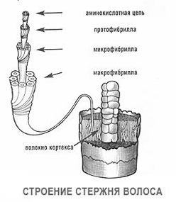 Кератины — википедия (с комментариями)