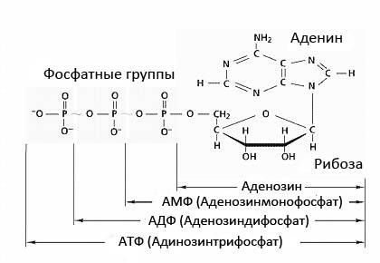 Аденозин дифосфат - adenosine diphosphate - qwe.wiki