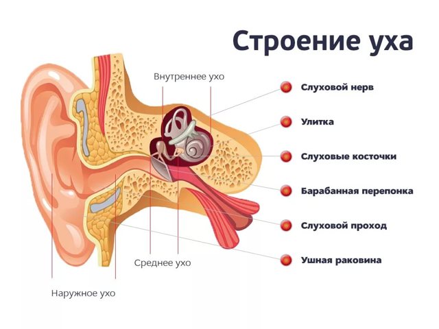Двусторонний тубоотит у взрослых