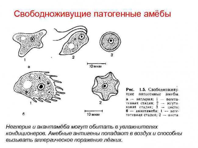 Непатогенные амебы кишечника – безопасные соседи или паразиты?