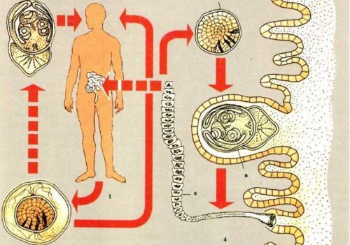 Карликовый цепень (гименолепидоз): как сдавать анализ, симптомы и лечение