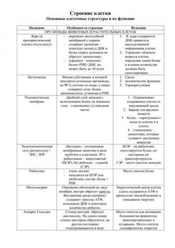 Имеют ли бактерии ядро, или особенности строения прокариотических клеток