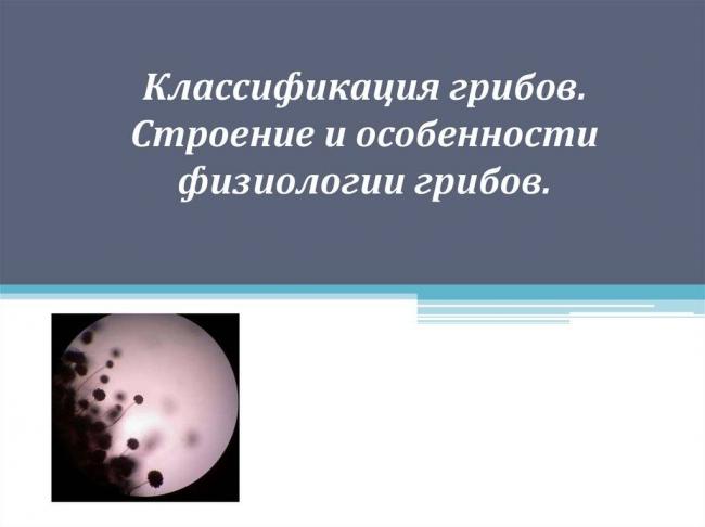 Классификация мицелиальных грибов. характеристика некоторых представителей - грибы - микробиология учебное пособие - красникова л. в. - троицкий мост 2012