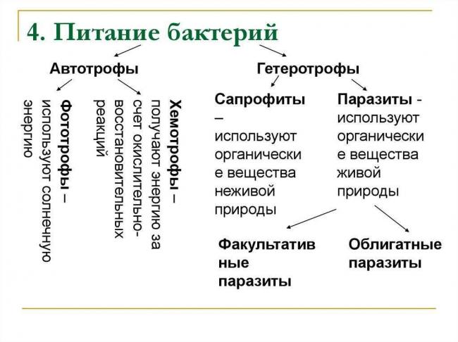 Заболевания, вызываемые бактериями у человека. список, симптомы и лечение