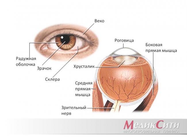 Отслоение (отслойка) сетчатки глазапричины, признаки, диагностика и лечение