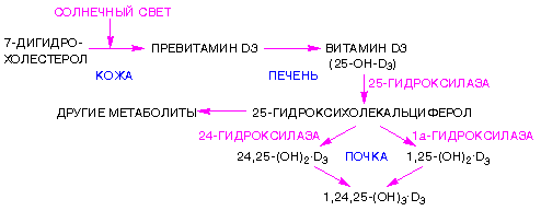 Гормоны, регулирующие обмен кальция в организме (кальцитонин, паратгормон, кальцитриол)