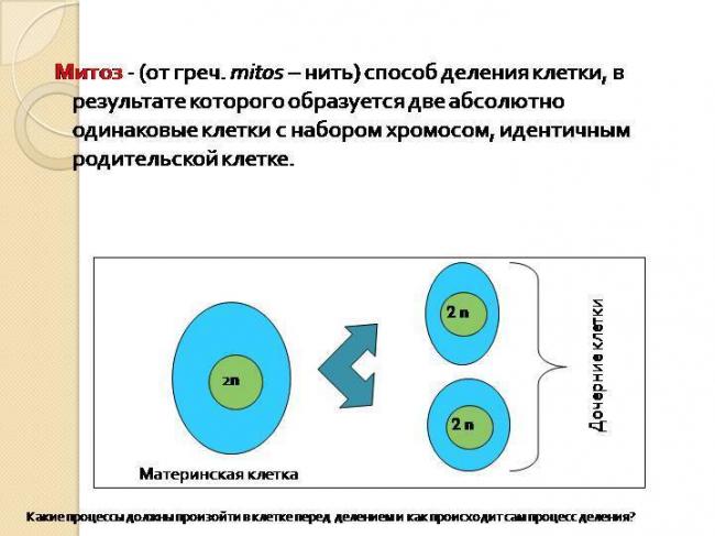 Бактерии: размножение, способы, рост, факторы роста. фото
