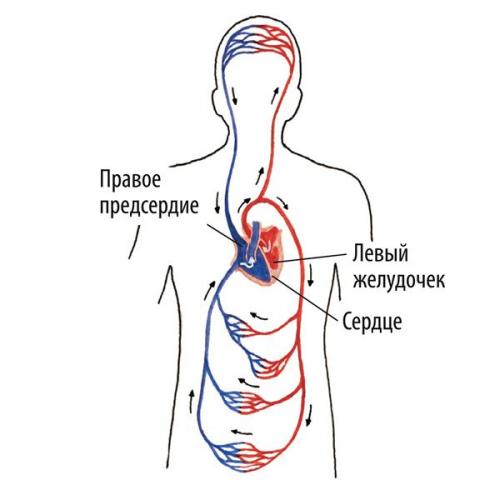 Тест по теме сердце и сосуды