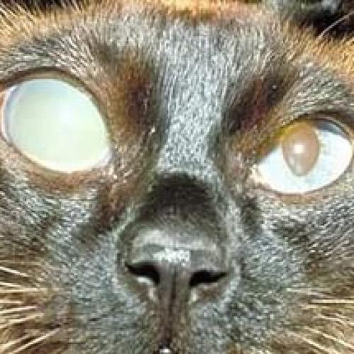 Глаукома у кошки причины
