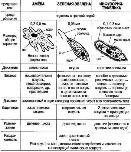 Амёба, строение, стадии процесса питания амебы обыкновенной, с помощью чего передвигается, как размножается, какие функции выполняет сократительная вакуоль амебы