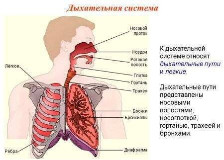Ларингит трахеит лечение у взрослых