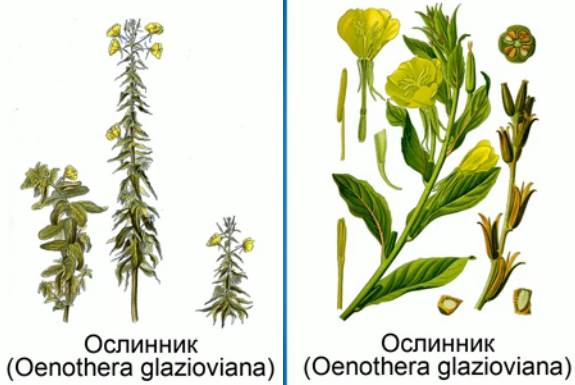 Изменчивость