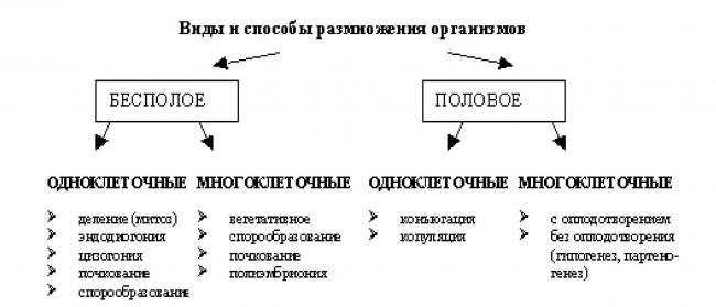Метаболизм, или за счет чего живут бактерии