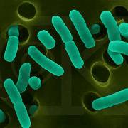 Escherichia coli и как бороться с ней