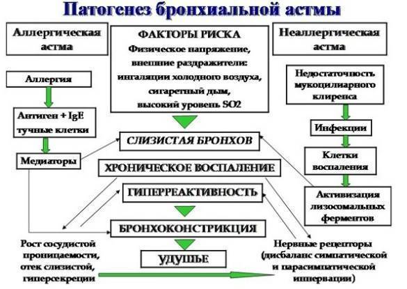 Обострение бронхиальной астмы: лечение и профилактика