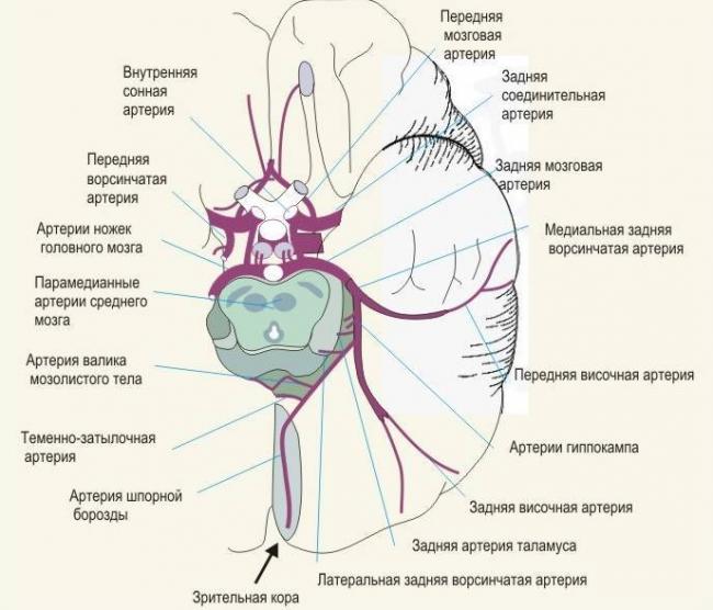 Глазная мигрень или мерцательная скотома: в чем причина и как лечить