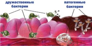 Формирование микрофлоры кишечника и иммунитета в неонатальный период