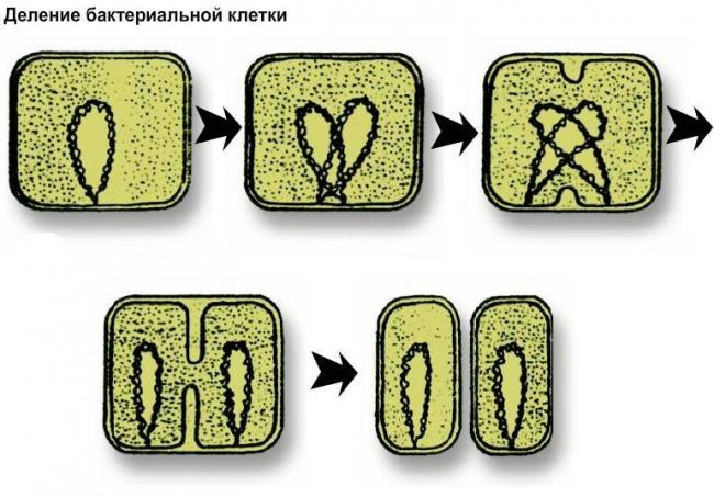 Как размножаются бактерии?