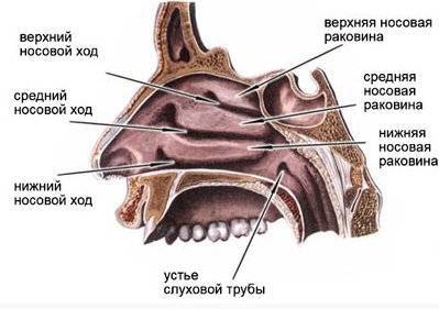 Как вылечить хронический насморк в домашних условиях