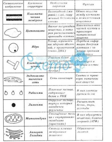 Строение клетки