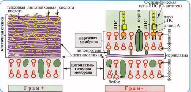 Биология и медицина