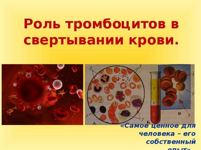 Эти загадочные тромбоциты: казнить нельзя помиловать. - 16 ноября 2011 - персональный сайт