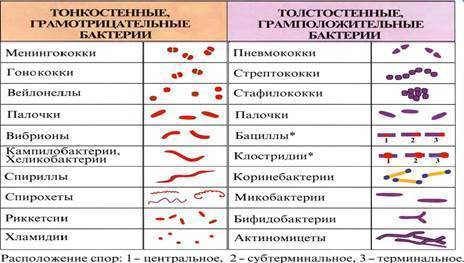 По каким признакам классифицируют бактерии