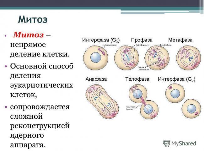 Бактерии