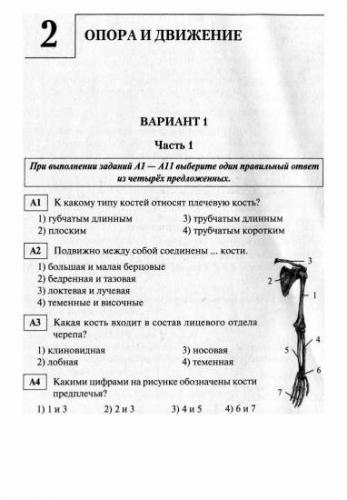 Нервная система - что это такое? какие функции у нервной системы?