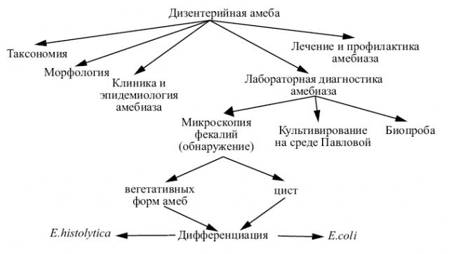 Симптомы и лечение амебной дизентерии