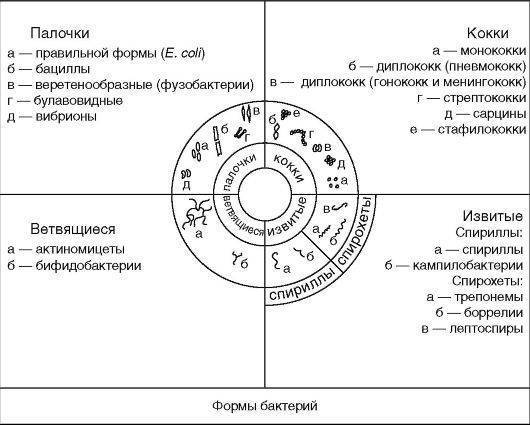Бактерии — общая характеристика. классификация, строение, питание и роль бактерий в природе